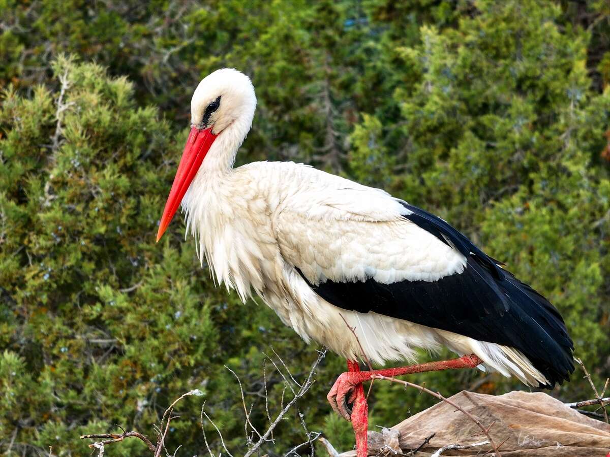Konya’da doğanın en zarif nöbeti! Leylekler Vadisi’nde kuluçka heyecanı 15